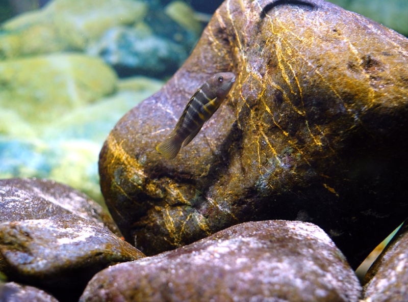 Eretmodus marksmithi 'Milima Island'